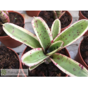 Neoregelia Twiter