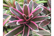 Neoregelia carolinae x carcharodon albomarginata XXL