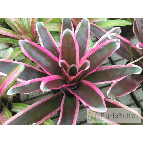 Neoregelia Charm