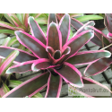 Neoregelia carolinae x carcharodon albomarginata XXL