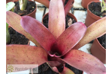 Neoregelia Small Talk