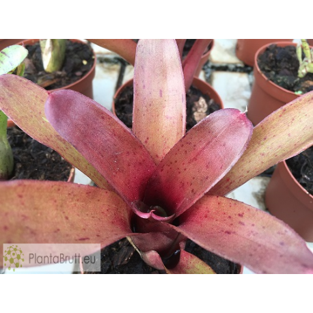 Neoregelia Small Talk