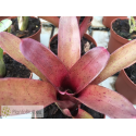 Neoregelia Small Talk
