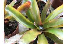 Neoregelia Chiquita Linda x Fireball