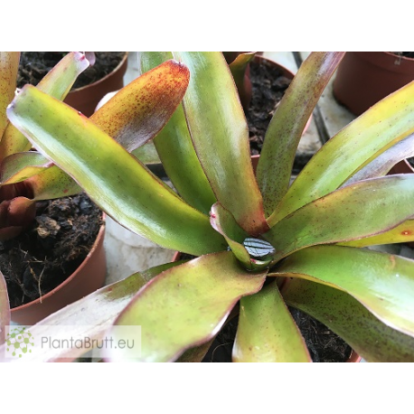 Neoregelia Chiquita Linda x Fireball