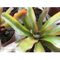 Neoregelia Chiquita Linda x Fireball
