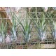 Tillandsia paraensis