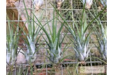 Tillandsia paraensis