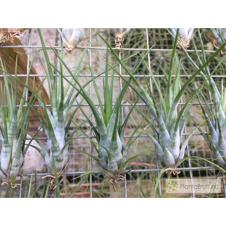 Tillandsia paraensis