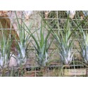 Tillandsia paraensis