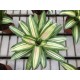 Neoregelia carolinae var. tricolor devroe