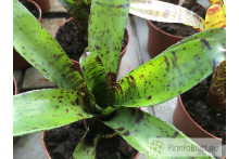 Neoregelia Jamocha