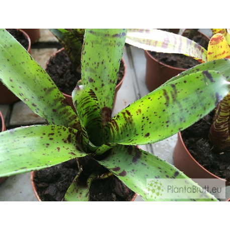 Neoregelia Jamocha