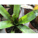 Neoregelia Jamocha