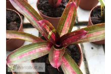 Neoregelia Humbug