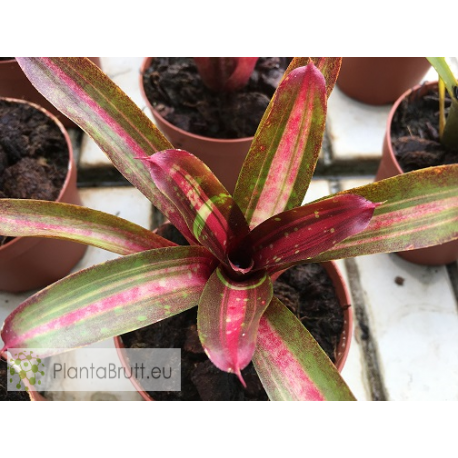 Neoregelia Humbug