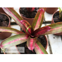 Neoregelia Humbug