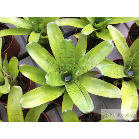 Neoregelia tigrina Hybrid