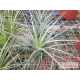 Tillandsia dura x caulescens