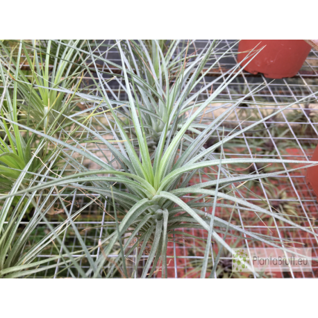 Tillandsia dura x caulescens