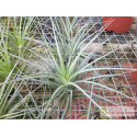 Tillandsia dura x caulescens