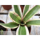 Neoregelia Hello Kitty