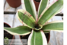Neoregelia Hello Kitty