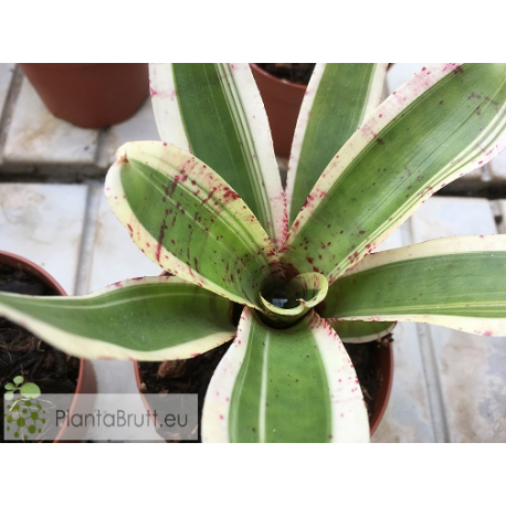 Neoregelia Hello Kitty