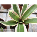 Neoregelia Hello Kitty