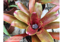 Neoregelia More or Less