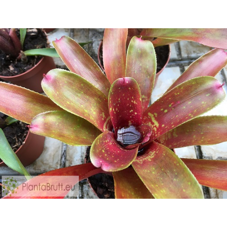 Neoregelia More or Less
