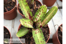 Neoregelia Gremlin