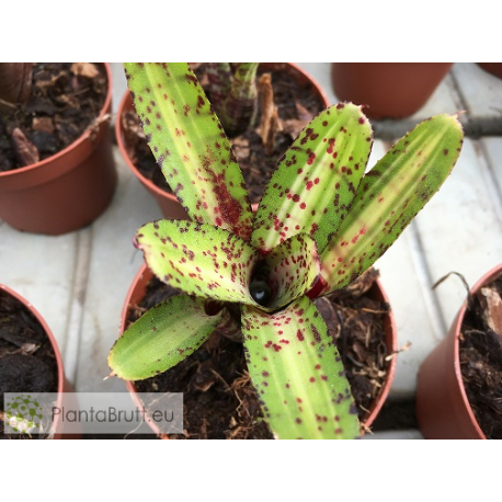Neoregelia Gremlin