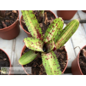 Neoregelia Gremlin