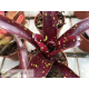 Neoregelia Domino