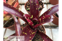 Neoregelia Domino