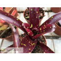 Neoregelia Domino