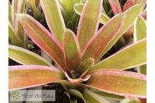Neoregelia Bossa Nova