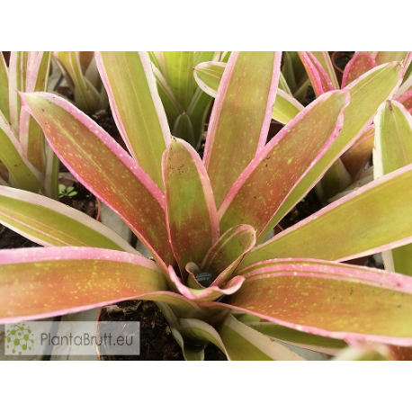 Neoregelia Bossa Nova