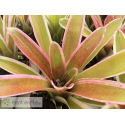 Neoregelia Bossa Nova