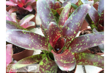 Neoregelia Toshiya