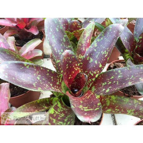 Neoregelia Toshiya