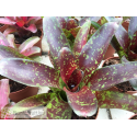 Neoregelia Toshiya