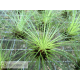 Tillandsia filifolia L