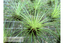 Tillandsia filifolia L