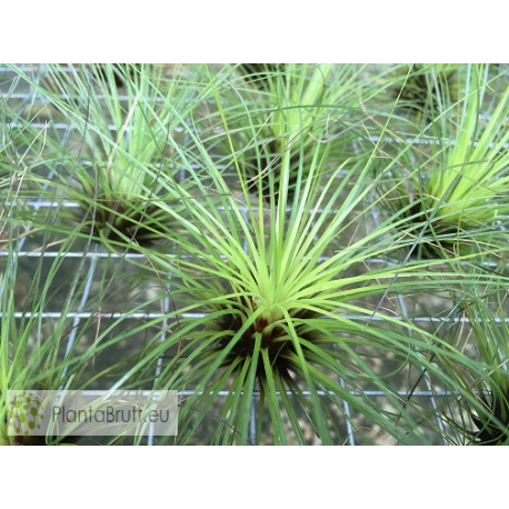 Tillandsia filifolia L