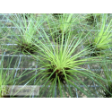 Tillandsia filifolia L