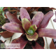 Neoregelia Casiopea