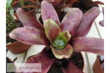 Neoregelia Casiopea
