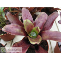 Neoregelia Casiopea